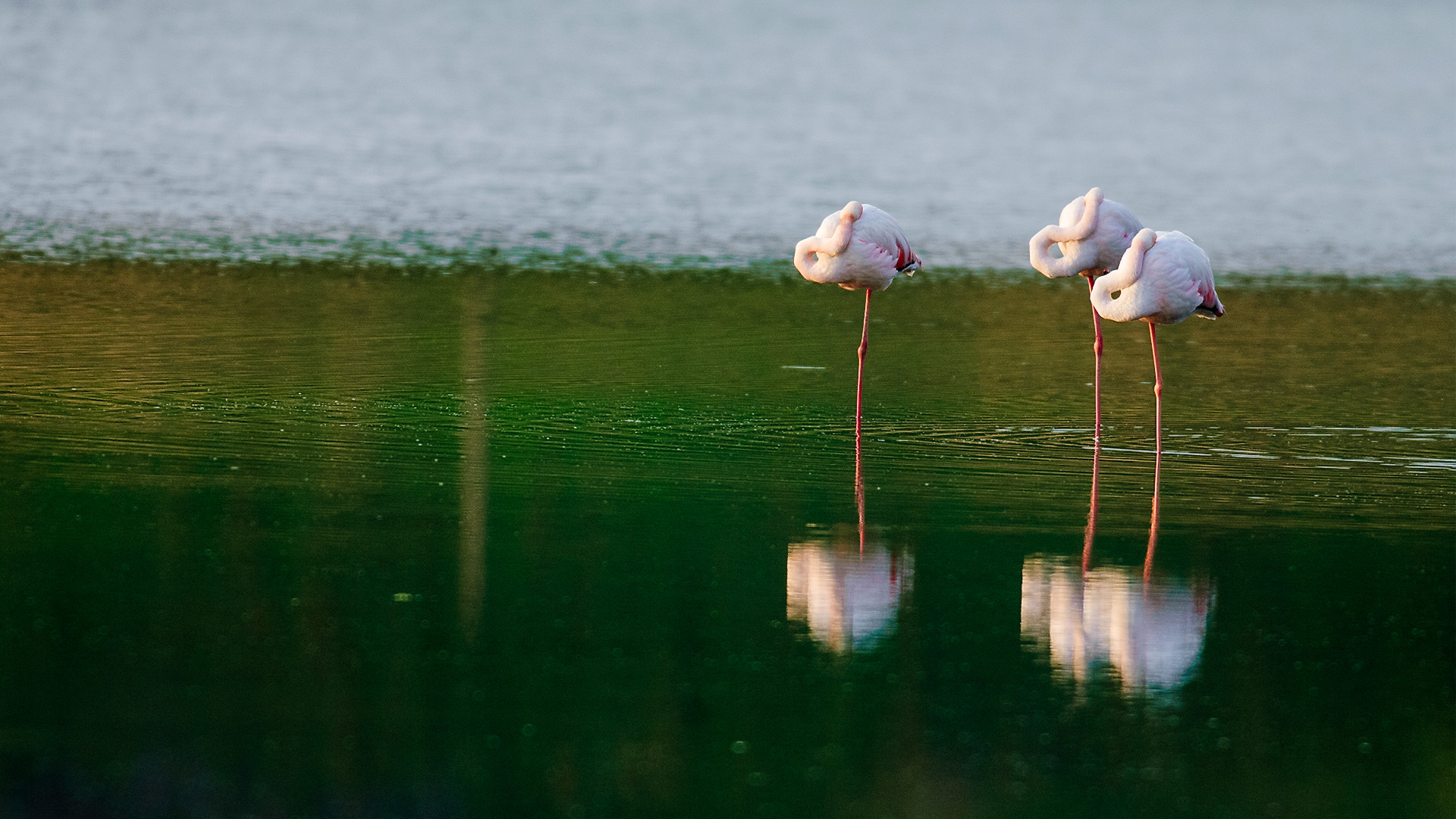 Flamingo
