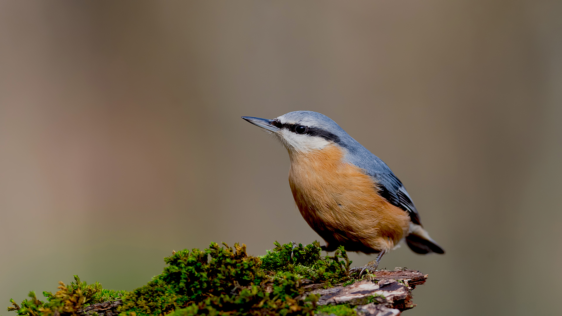 Sıvacı » Eurasian Nuthatch » Sitta europaea
