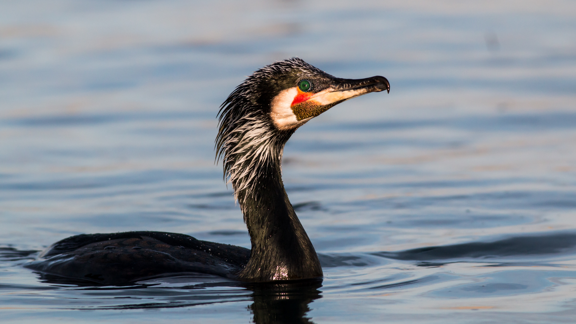 Karabatak » Great Cormorant » Phalacrocorax carbo