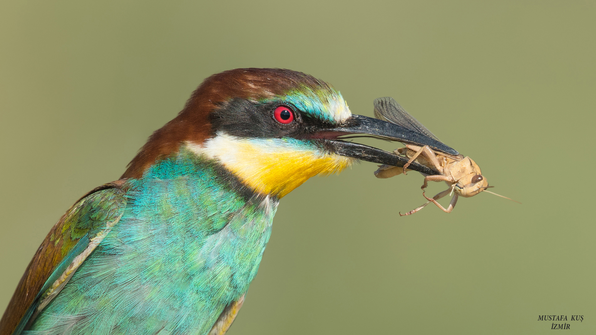 Arıkuşu » European Bee-eater » Merops apiaster