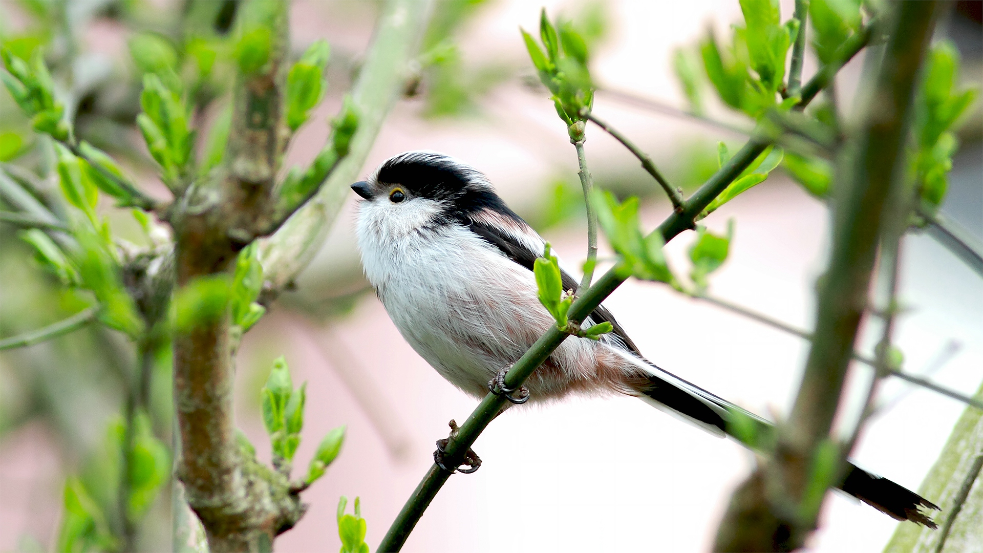 Uzunkuyruklu baştankara » Long-tailed Tit » Aegithalos caudatus