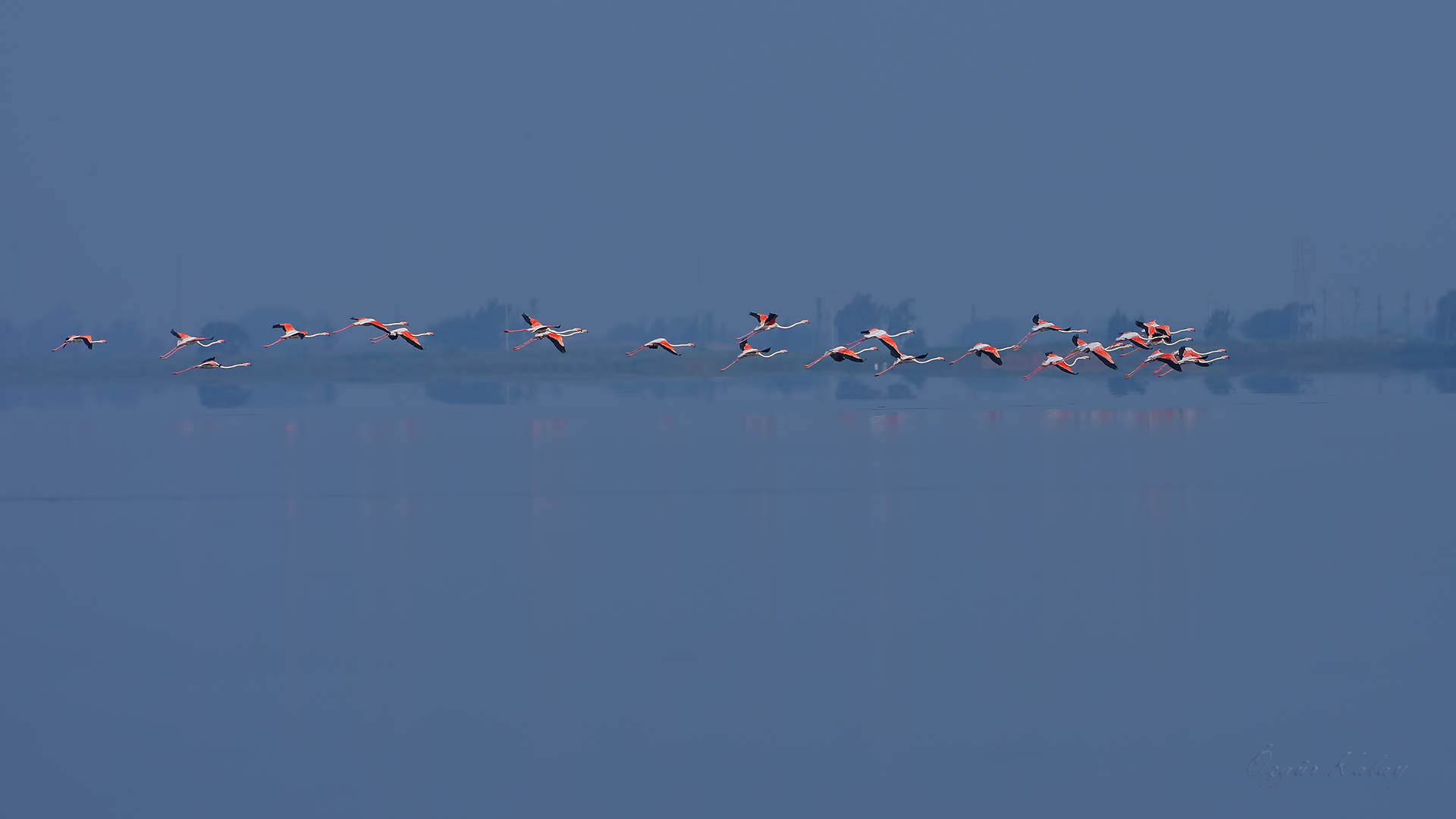 Flamingo