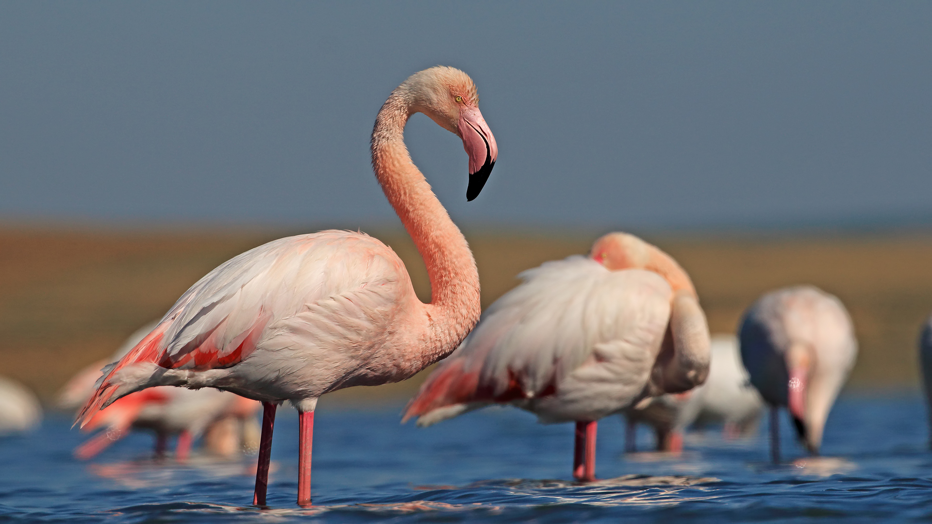 Flamingo