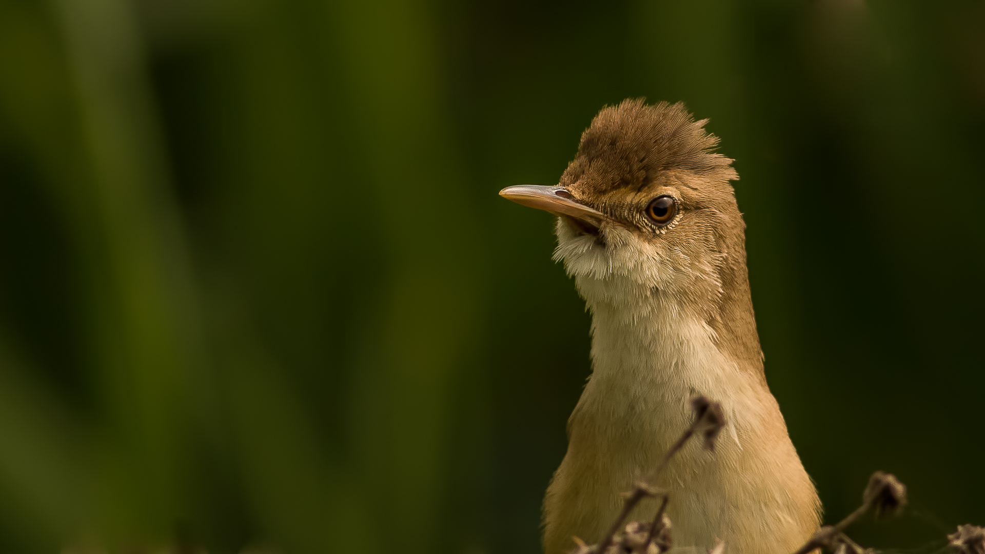 Çalı kamışçını » Marsh Warbler » Acrocephalus palustris