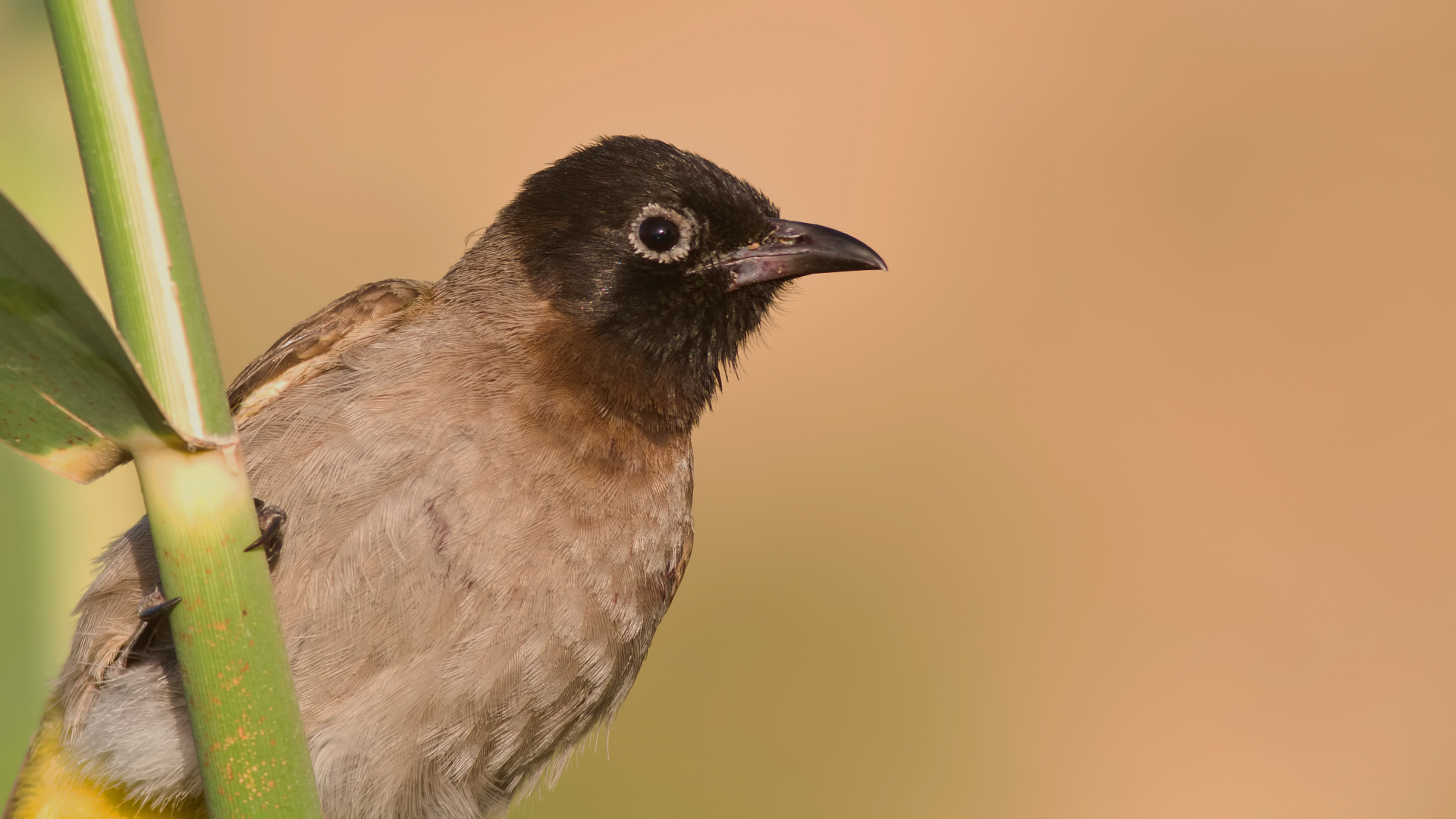 Arapbülbülü » White-spectacled Bulbul » Pycnonotus xanthopygos