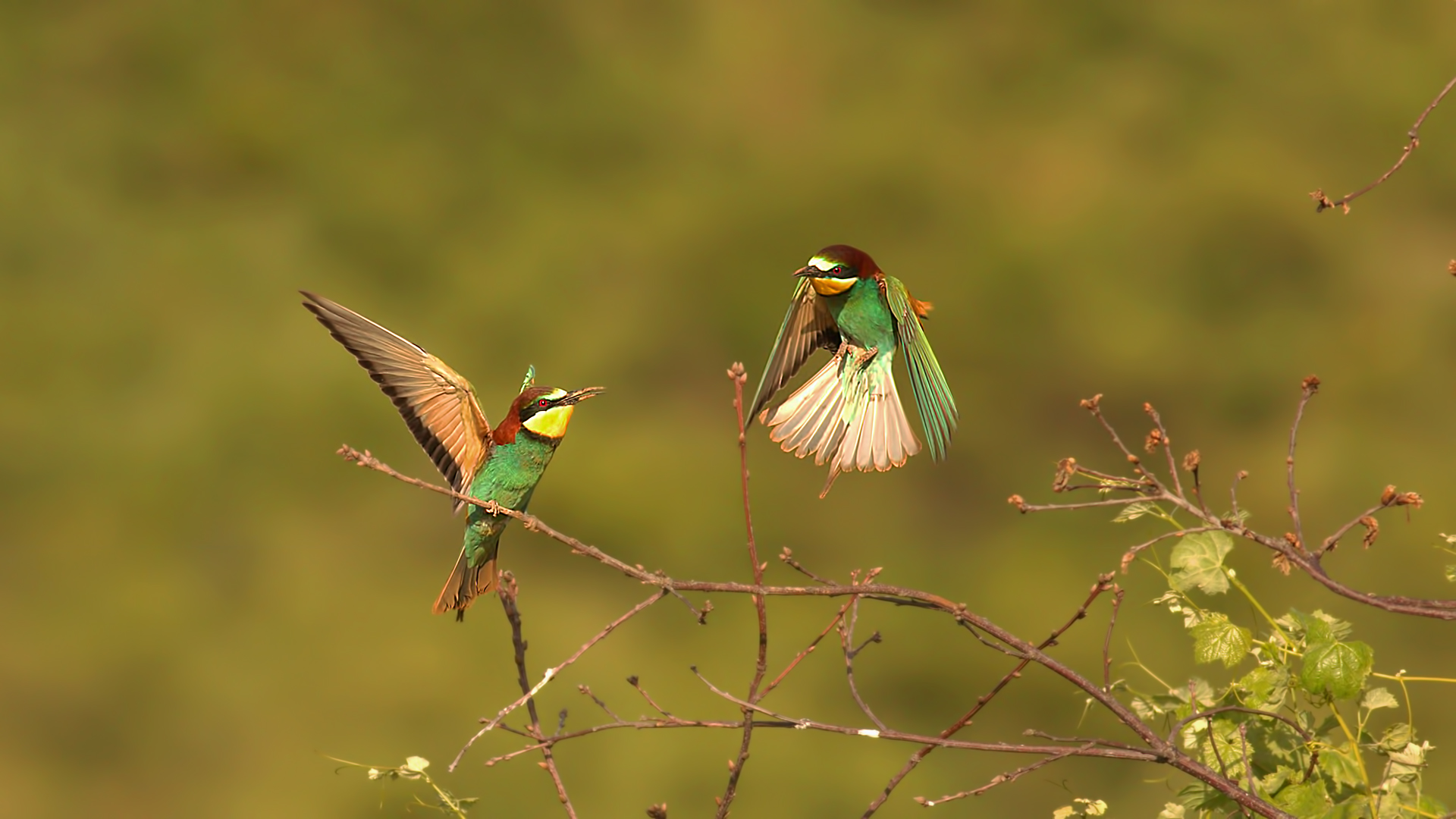Arıkuşu » European Bee-eater » Merops apiaster