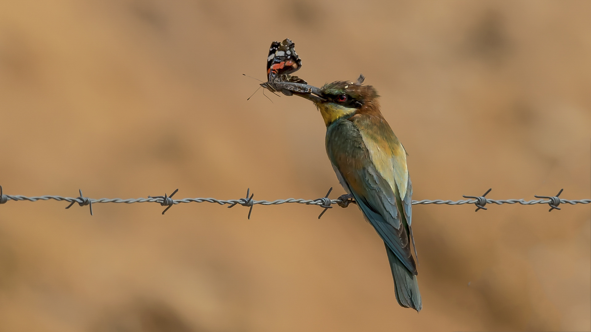 Arıkuşu » European Bee-eater » Merops apiaster