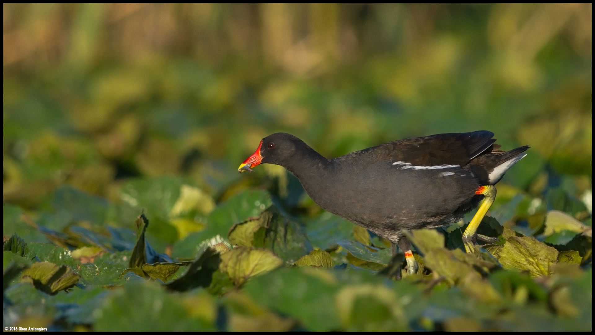 Sutavuğu » Common Moorhen » Gallinula chloropus