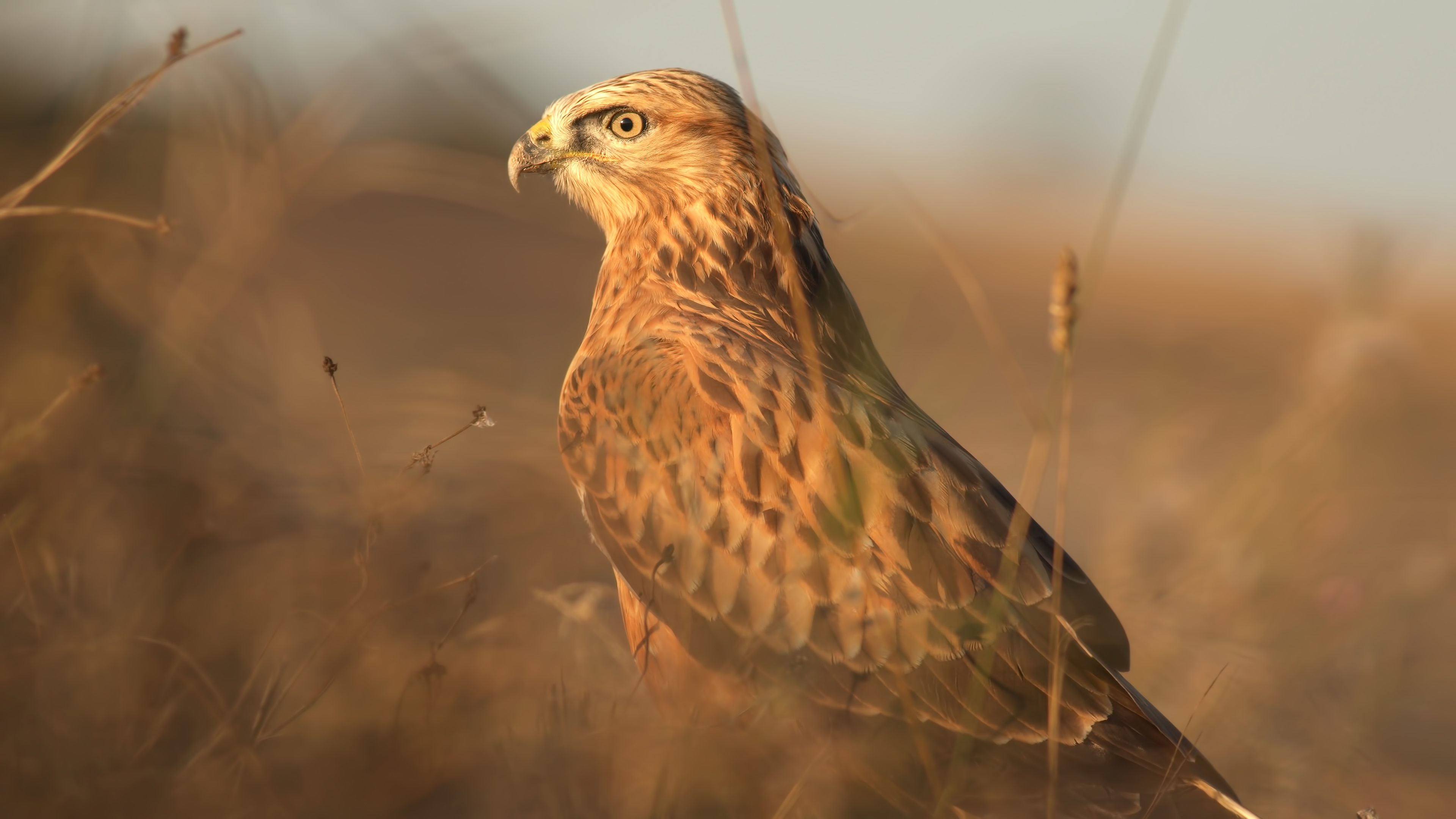Kızıl şahin » Long-legged Buzzard » Buteo rufinus
