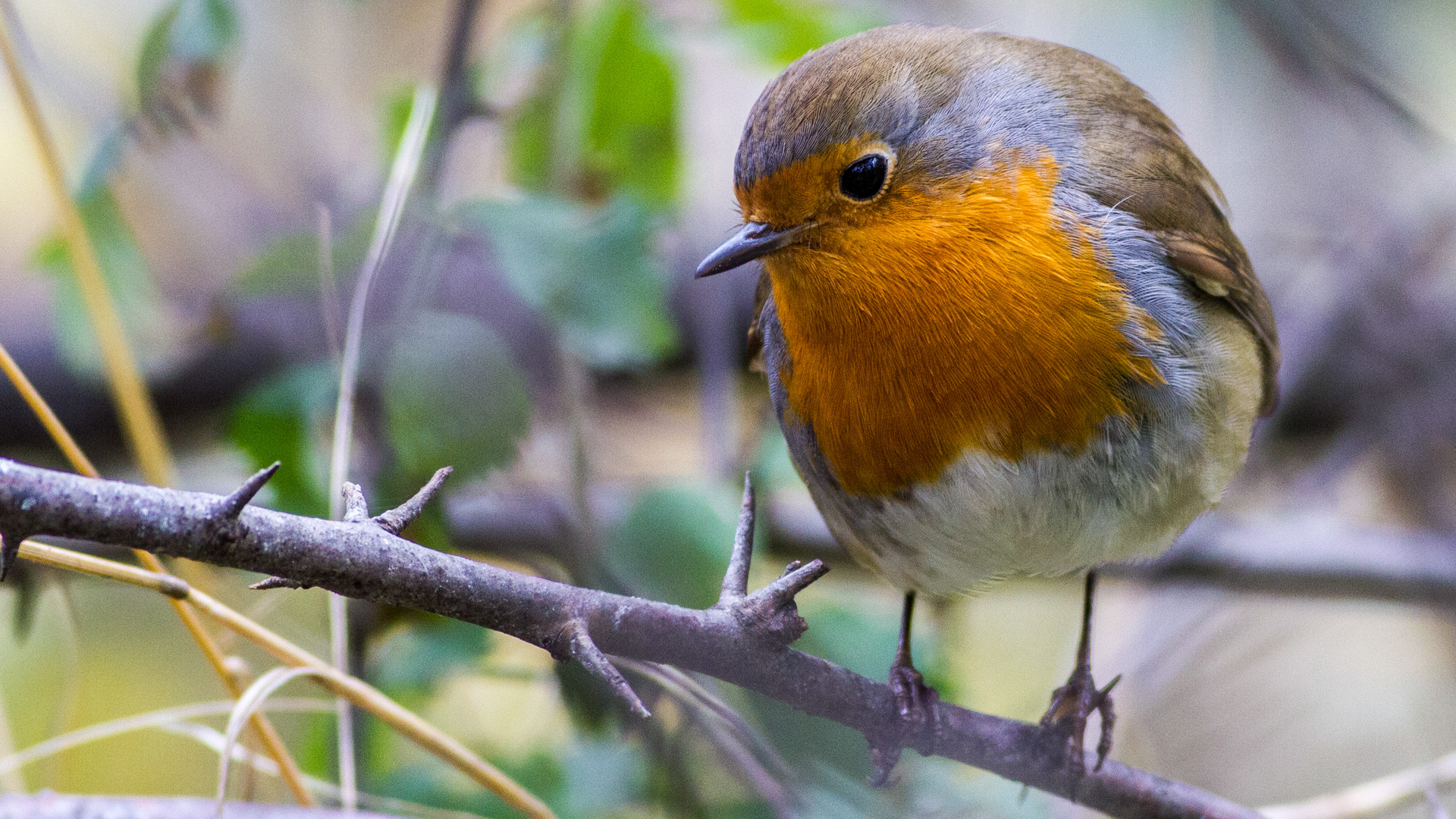 Kızılgerdan » European Robin » Erithacus rubecula