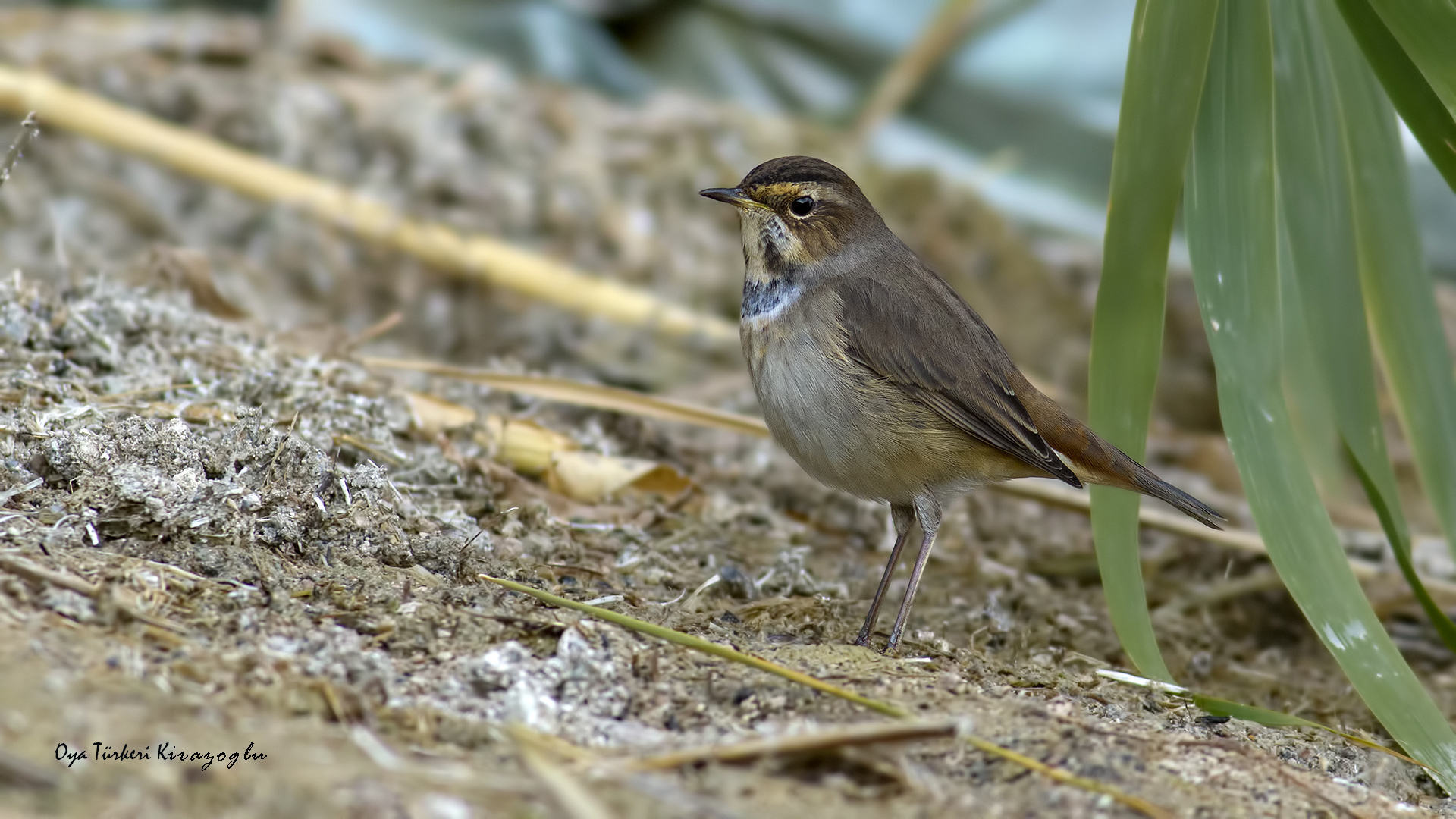 Mavigerdan » Bluethroat » Luscinia svecica