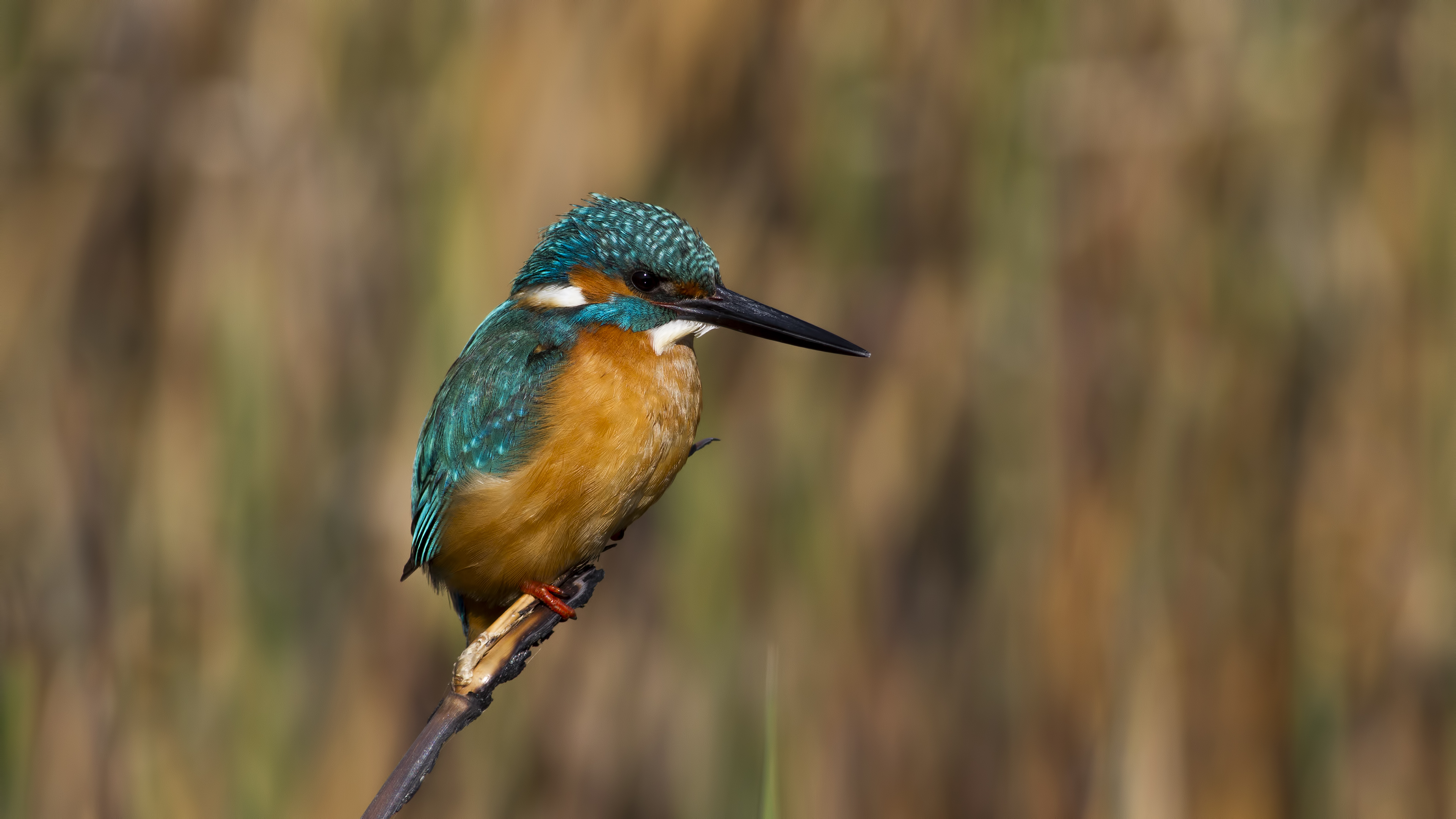 Yalıçapkını » Common Kingfisher » Alcedo atthis