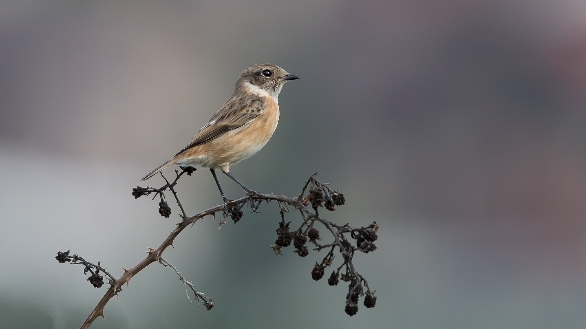 Taşkuşu » European Stonechat » Saxicola rubicola
