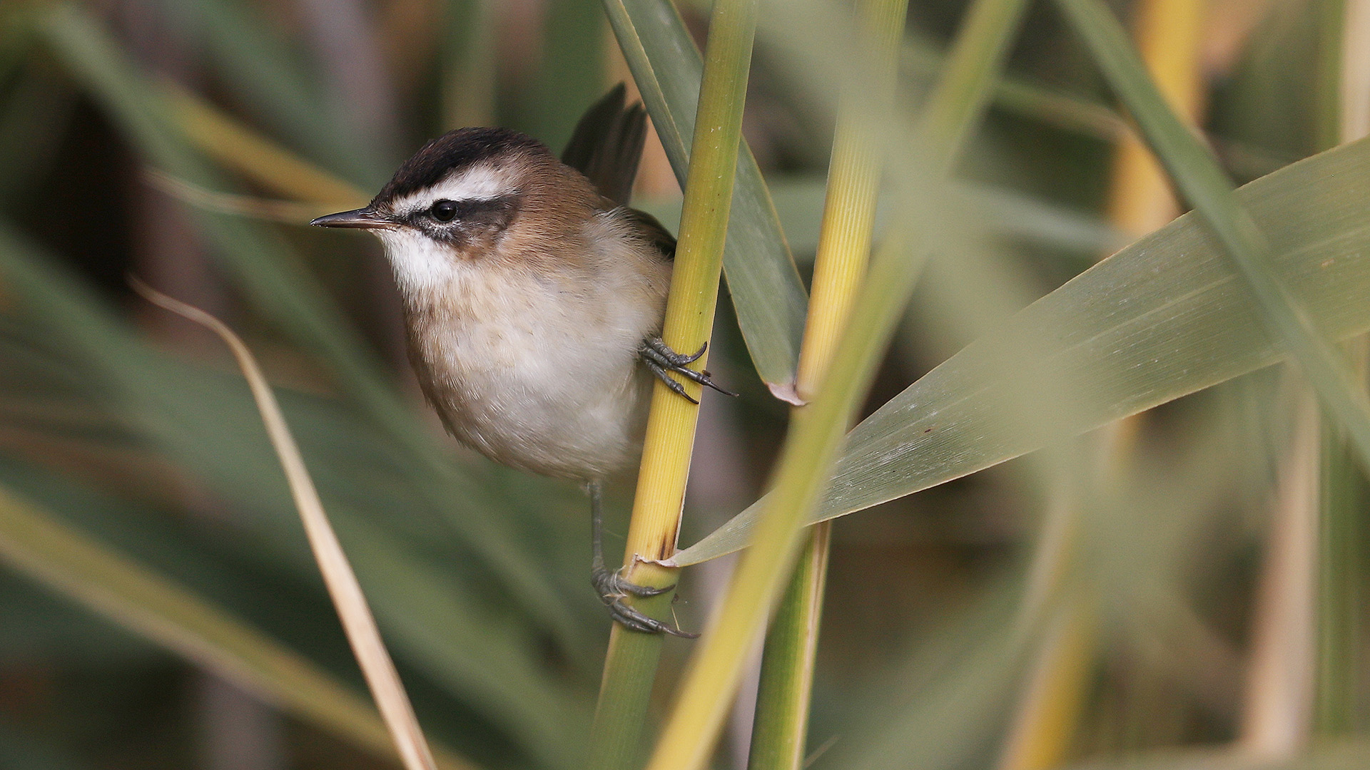 Bıyıklı kamışçın » Moustached Warbler » Acrocephalus melanopogon