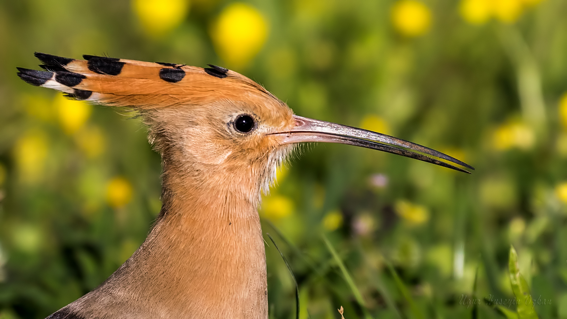 İbibik » Eurasian Hoopoe » Upupa epops