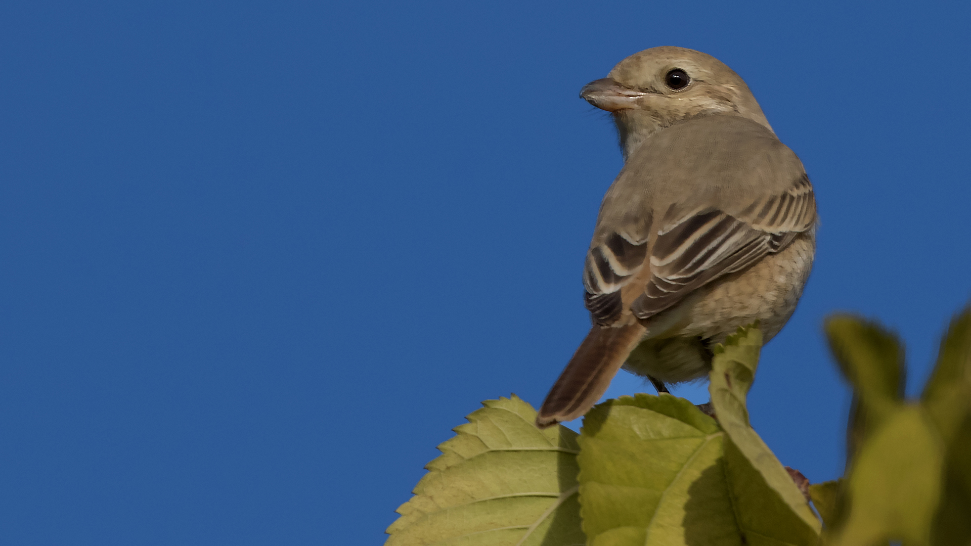 Kızılkuyruklu örümcekkuşu » Isabelline Shrike » Lanius isabellinus