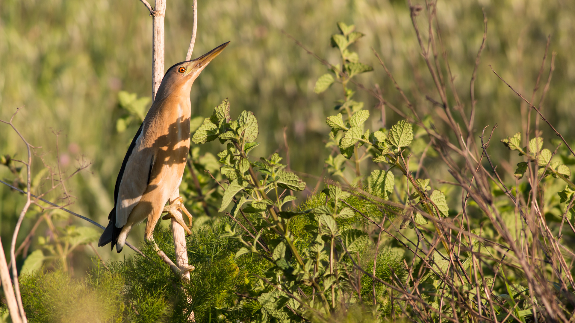 Küçük balaban » Little Bittern » Botaurus minutus