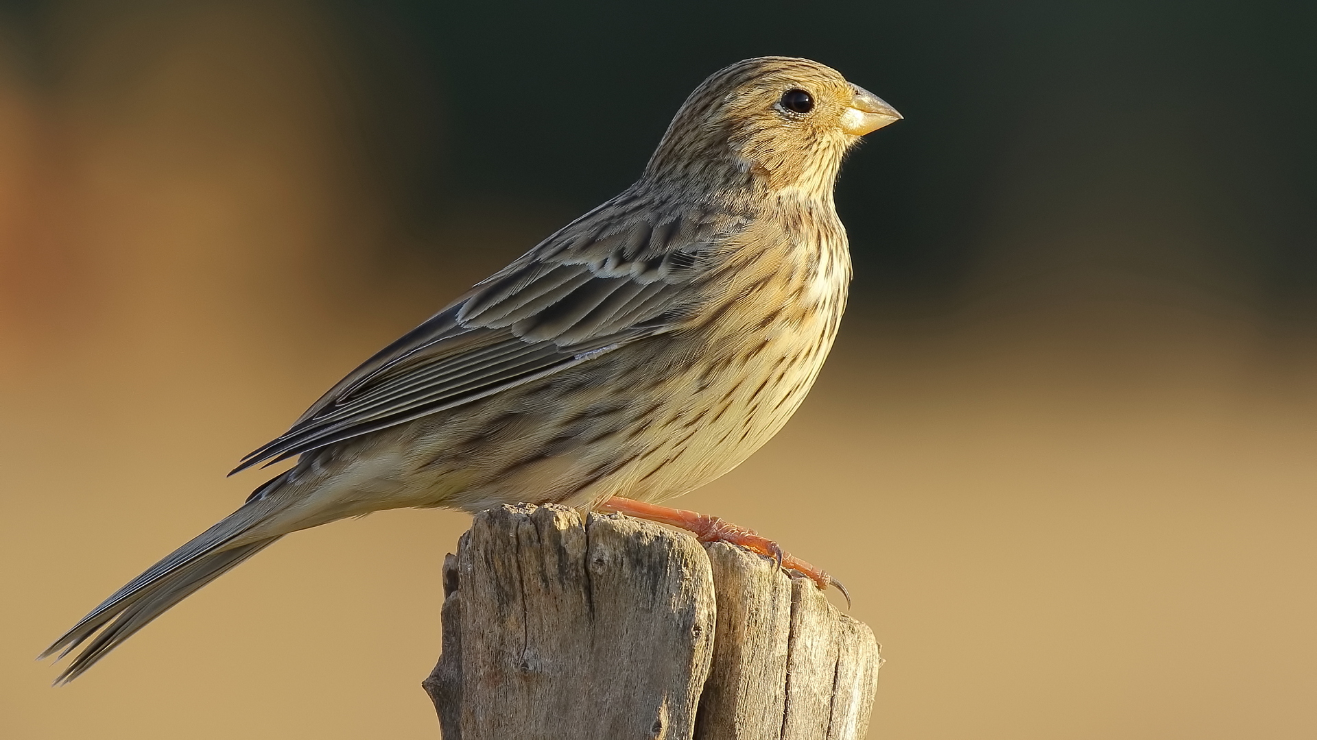 Tarla kirazkuşu » Corn Bunting » Emberiza calandra