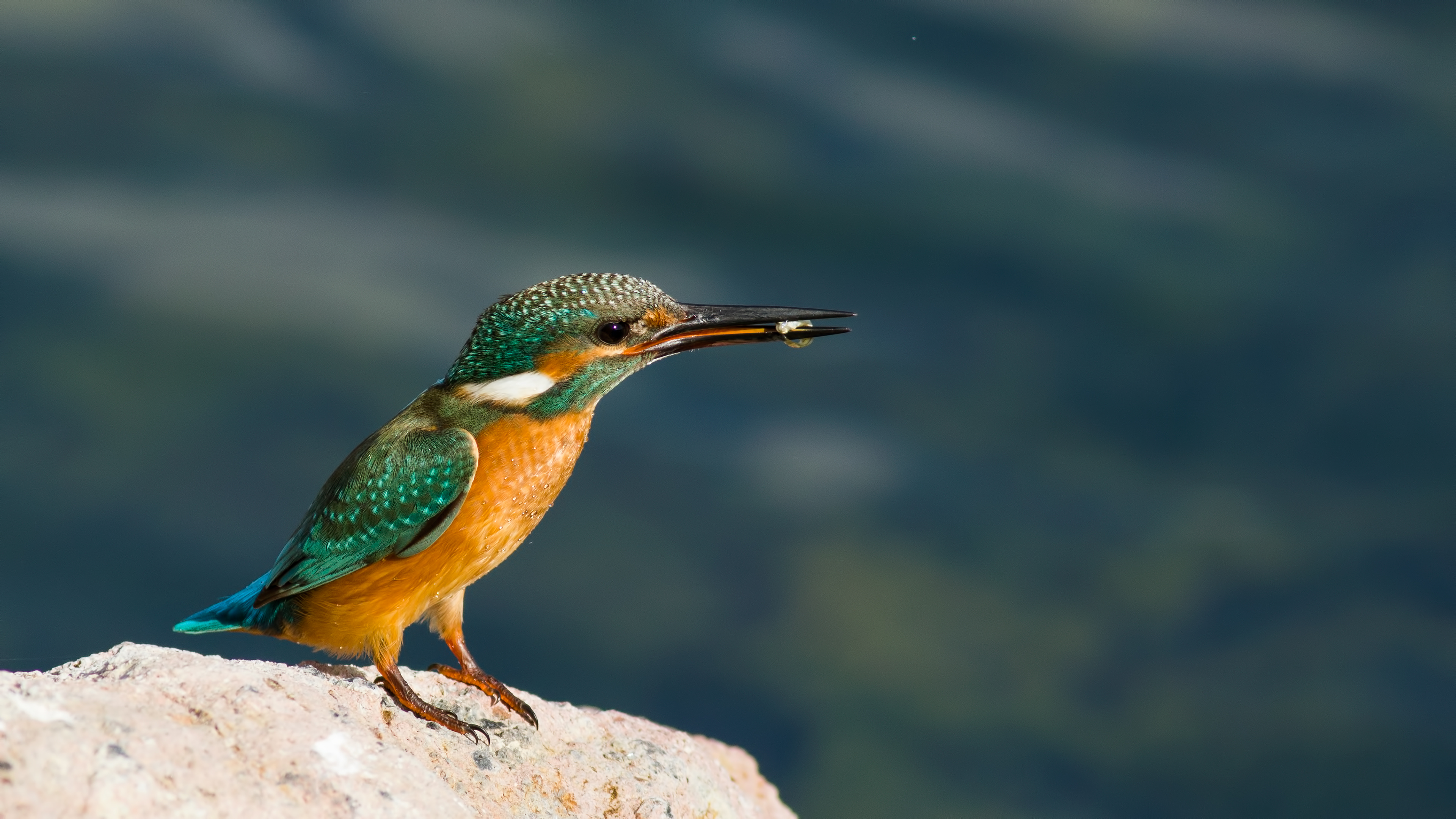 Yalıçapkını » Common Kingfisher » Alcedo atthis