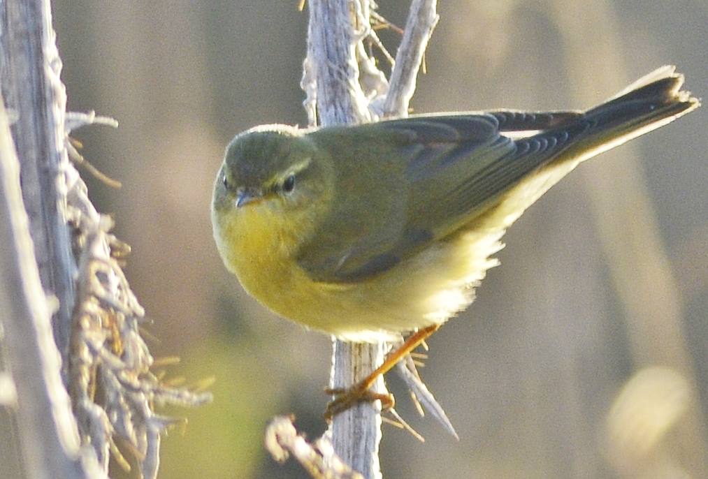 Söğütbülbülü