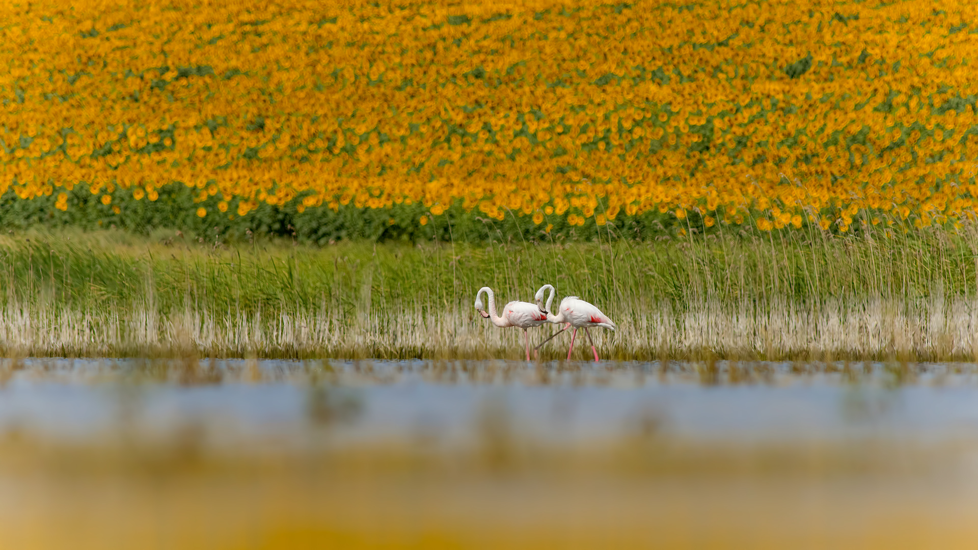 Flamingo