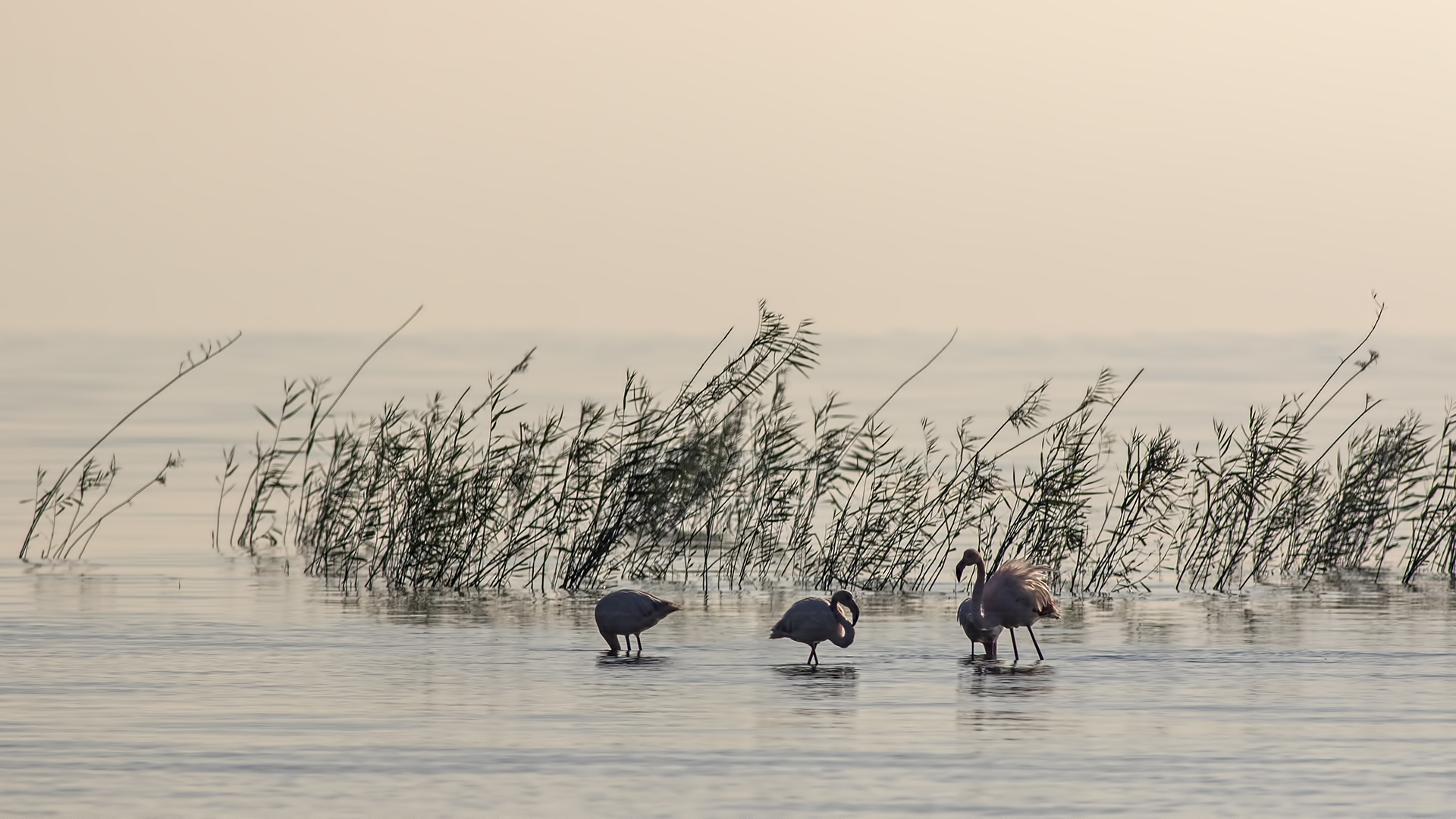 Flamingo