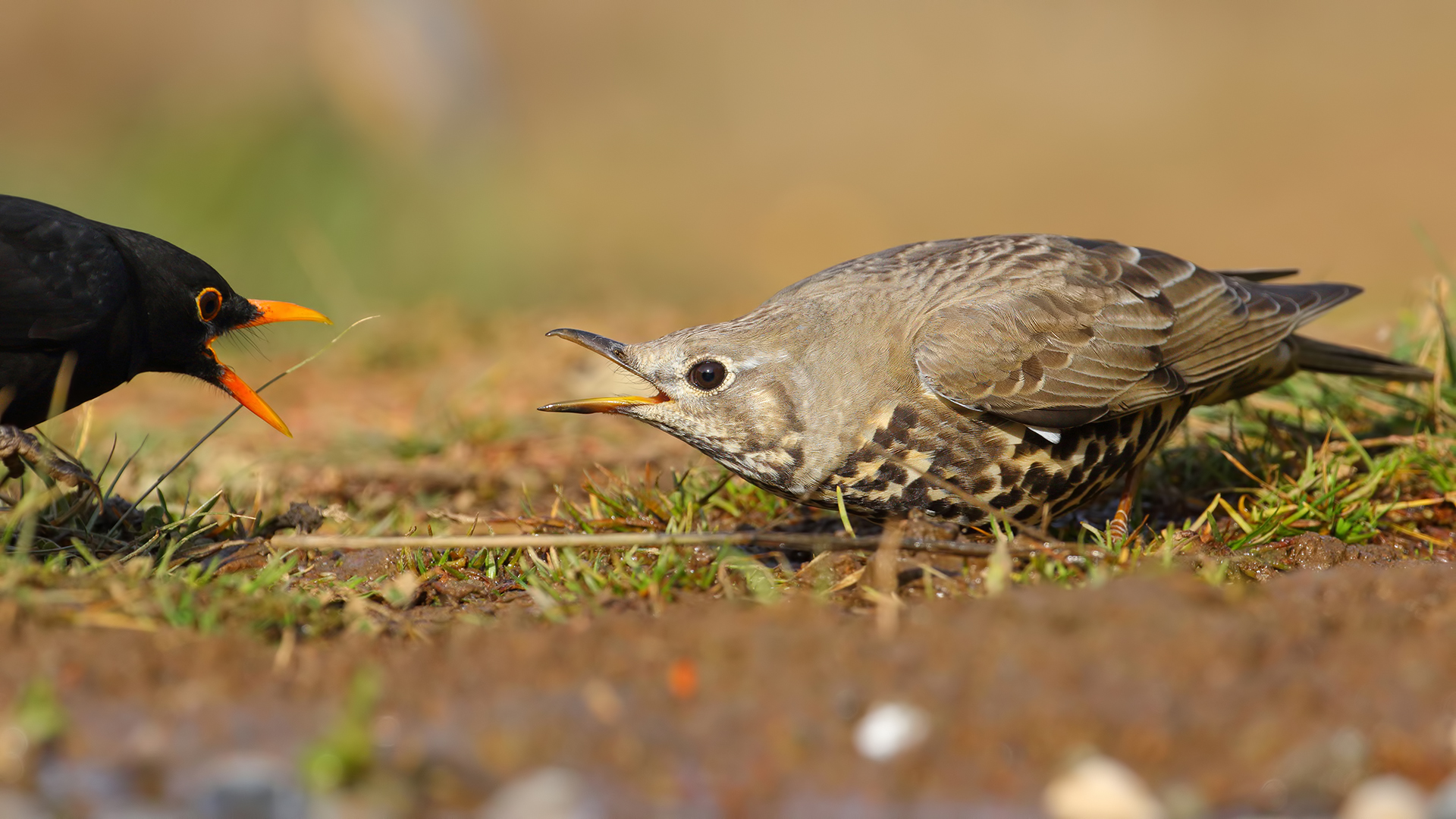 Ökse ardıcı » Mistle Thrush » Turdus viscivorus
