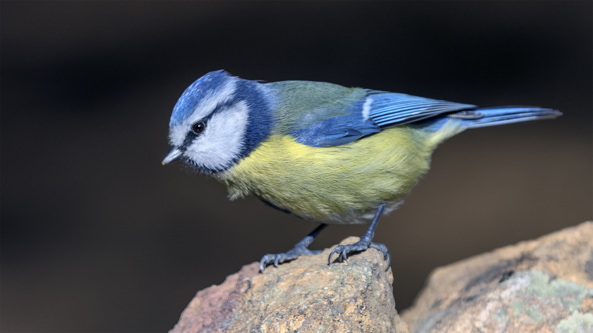 Mavi baştankara » Eurasian Blue Tit » Cyanistes caeruleus