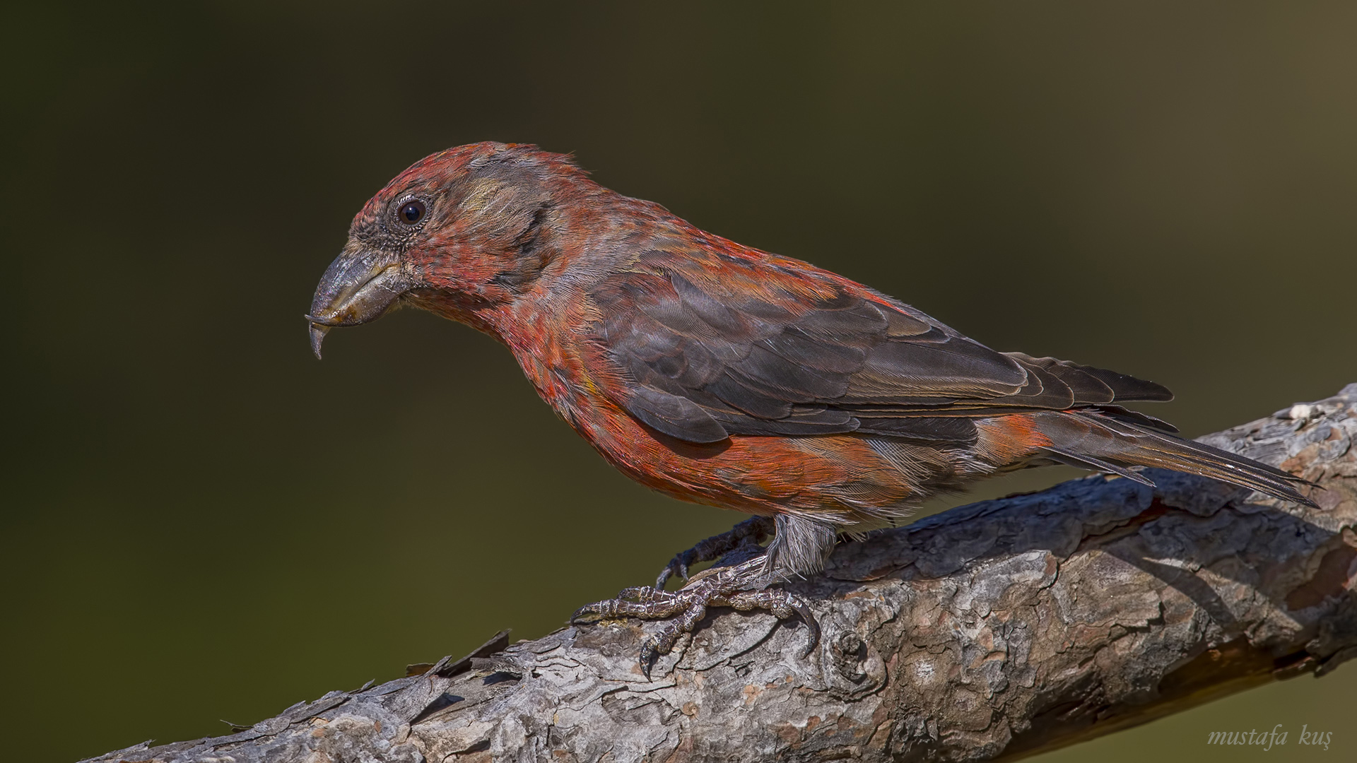 Çaprazgaga » Red Crossbill » Loxia curvirostra