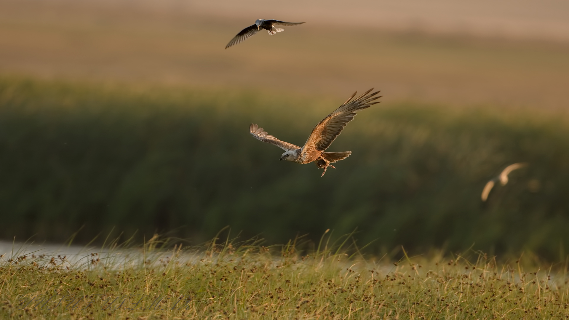 Saz delicesi » Western Marsh Harrier » Circus aeruginosus