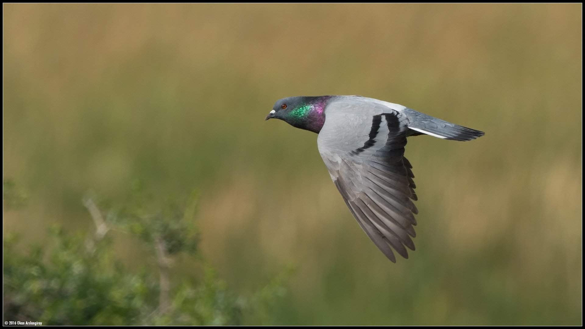 Kaya güvercini » Rock Dove » Columba livia
