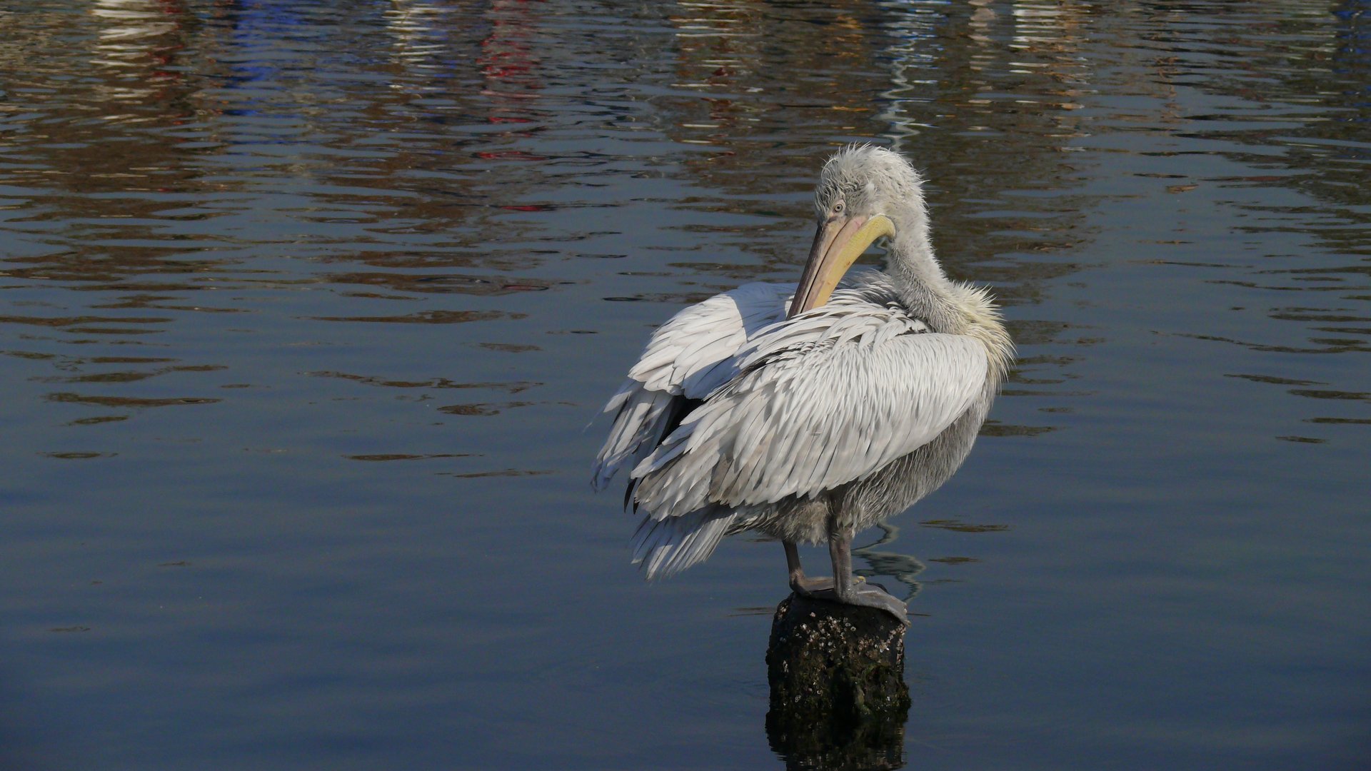 Tepeli pelikan » Dalmatian Pelican » Pelecanus crispus