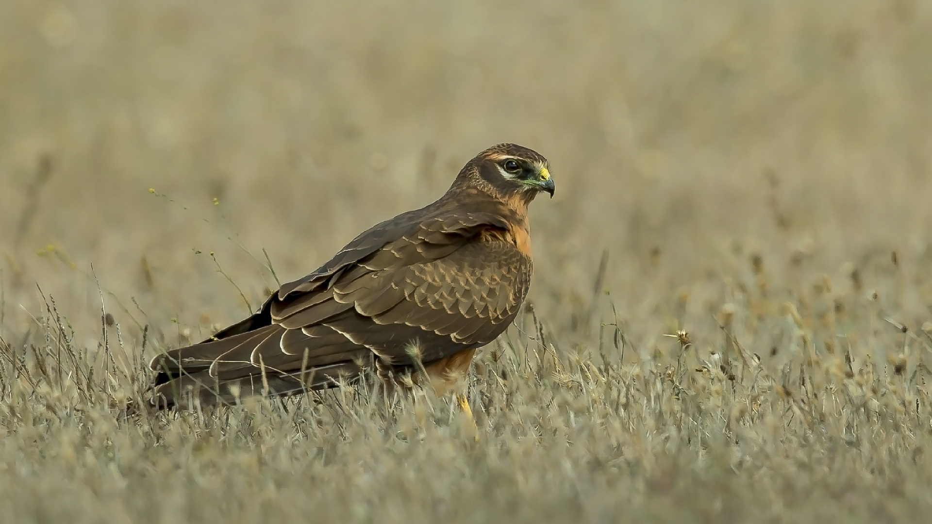 Çayır delicesi » Montagu`s Harrier » Circus pygargus
