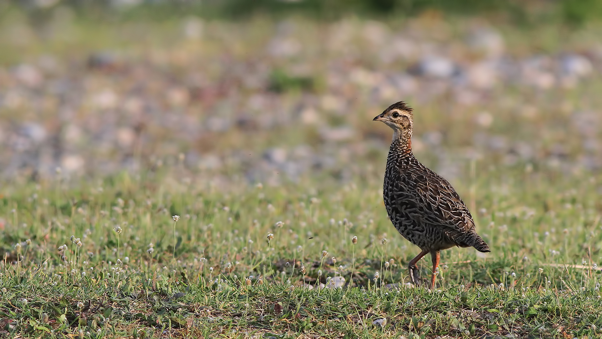 Turaç » Black Francolin » Francolinus francolinus