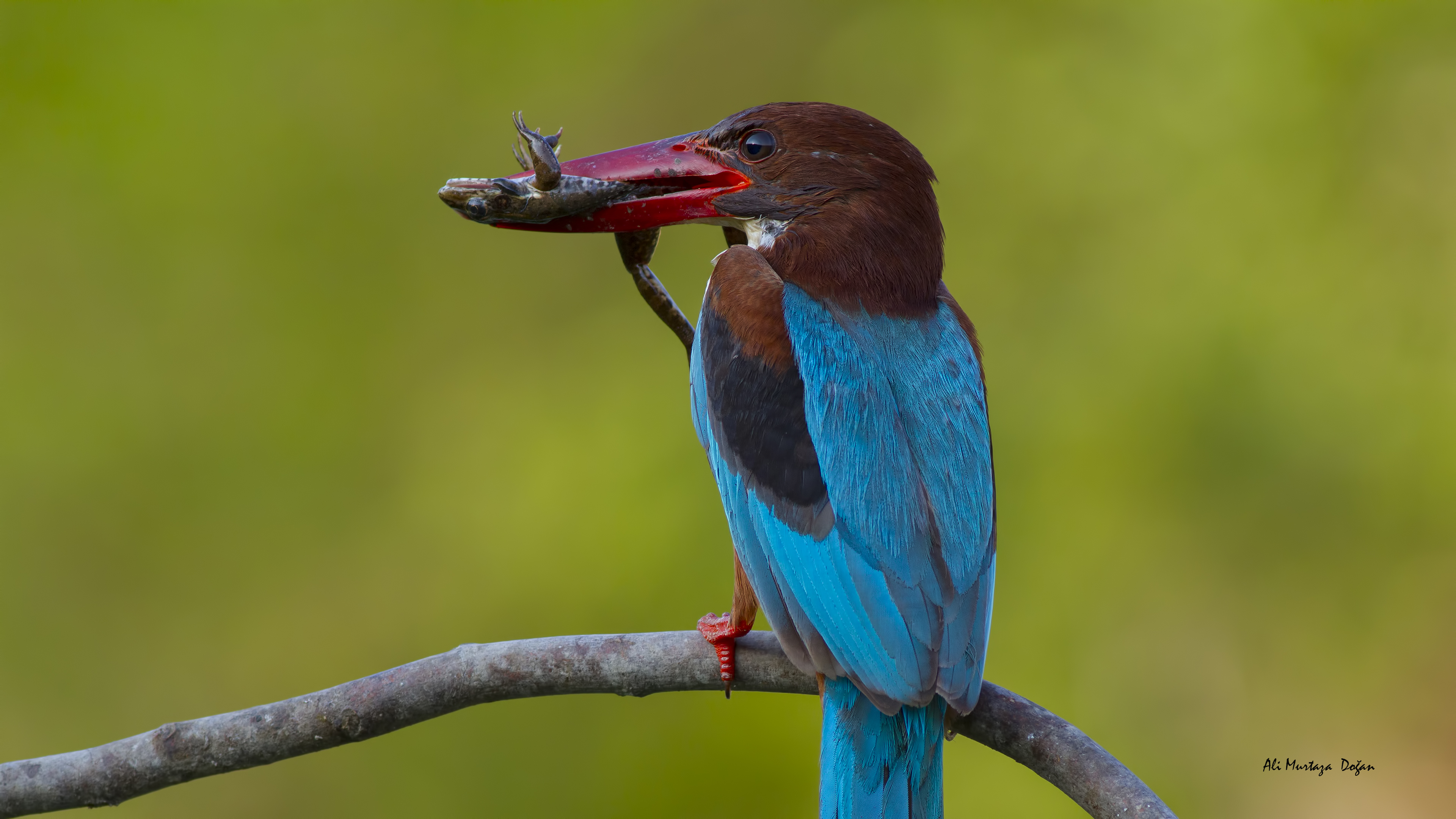 İzmir yalıçapkını » White-throated Kingfisher » Halcyon smyrnensis