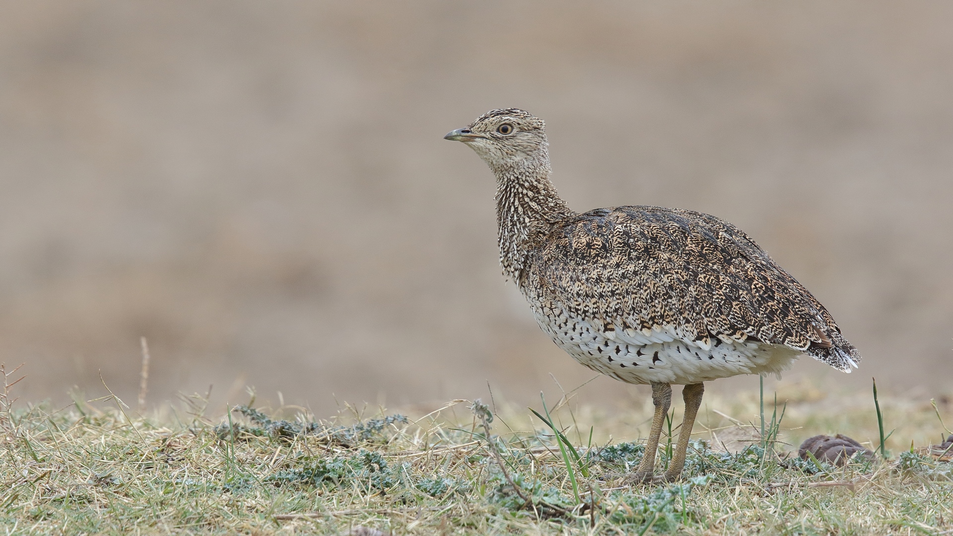 Mezgeldek » Little Bustard » Tetrax tetrax