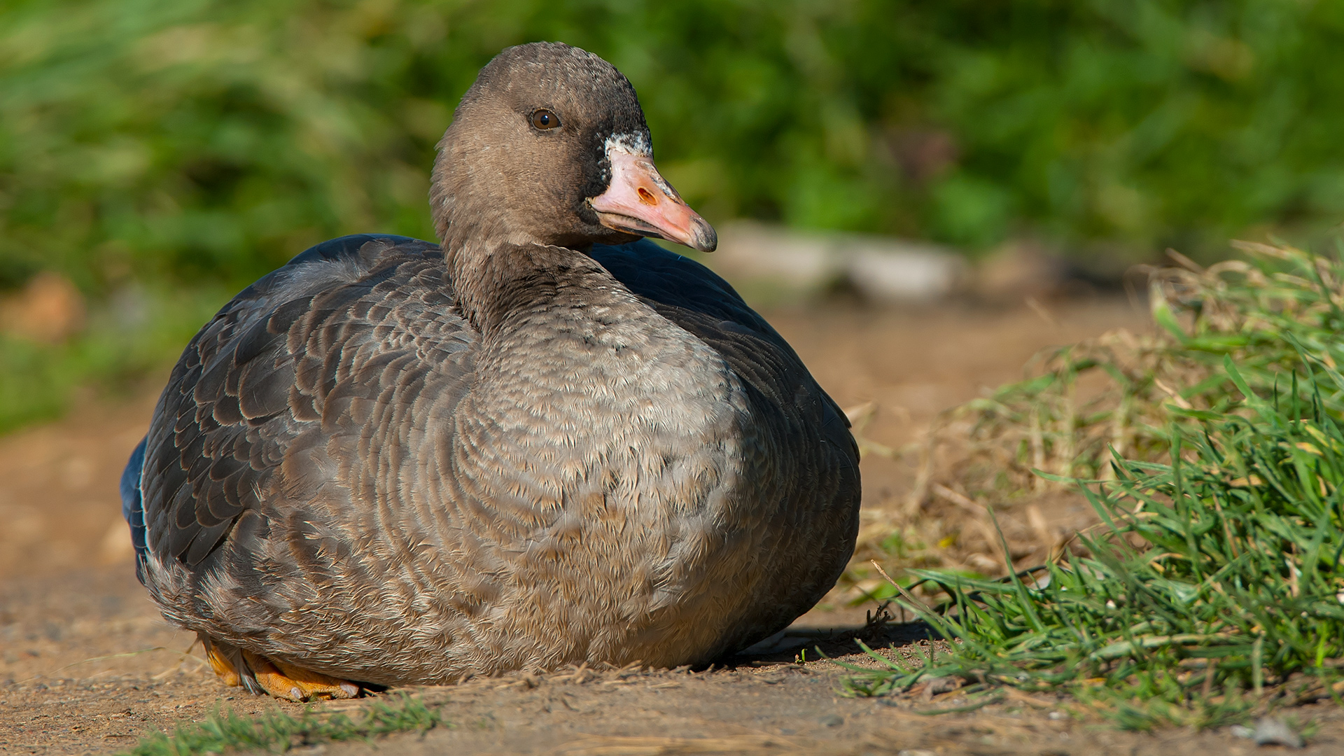 Sakarca » Greater White-fronted Goose » Anser albifrons