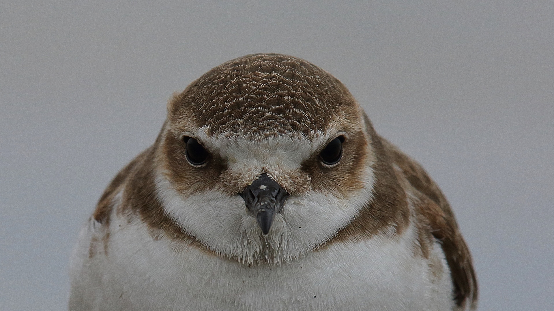 Akça cılıbıt » Kentish Plover » Anarhynchus alexandrinus