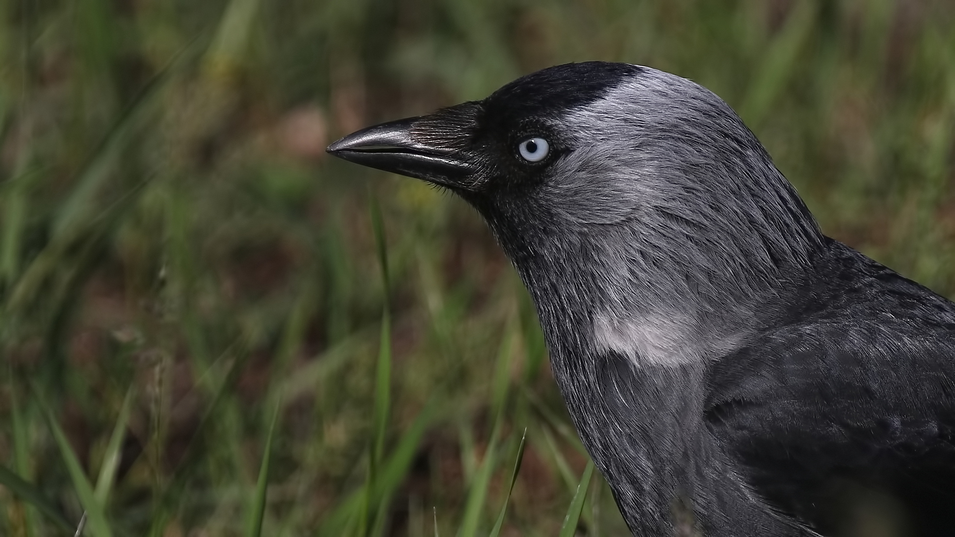 Küçük karga » Western Jackdaw » Coloeus monedula