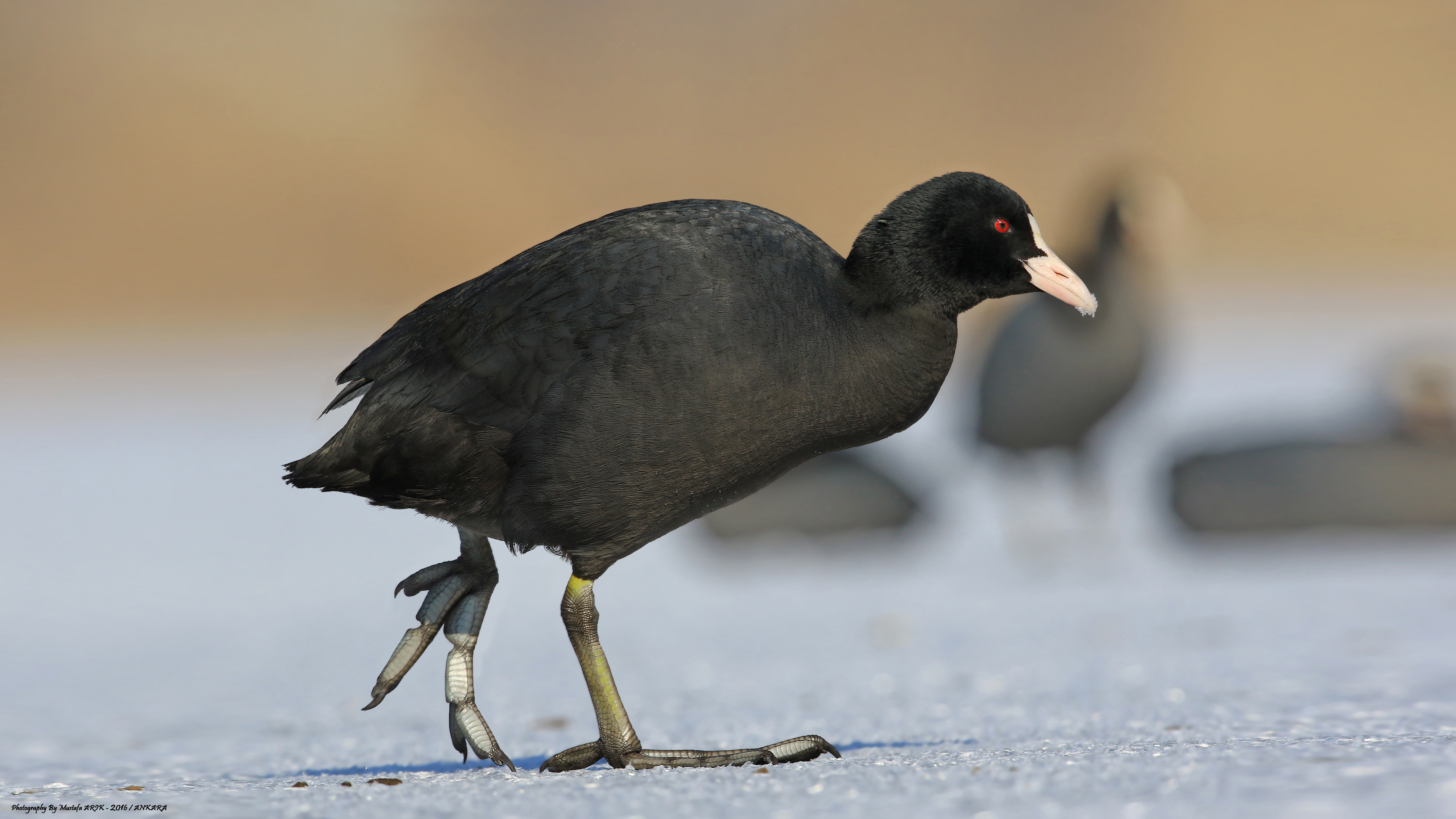 Sakarmeke » Eurasian Coot » Fulica atra