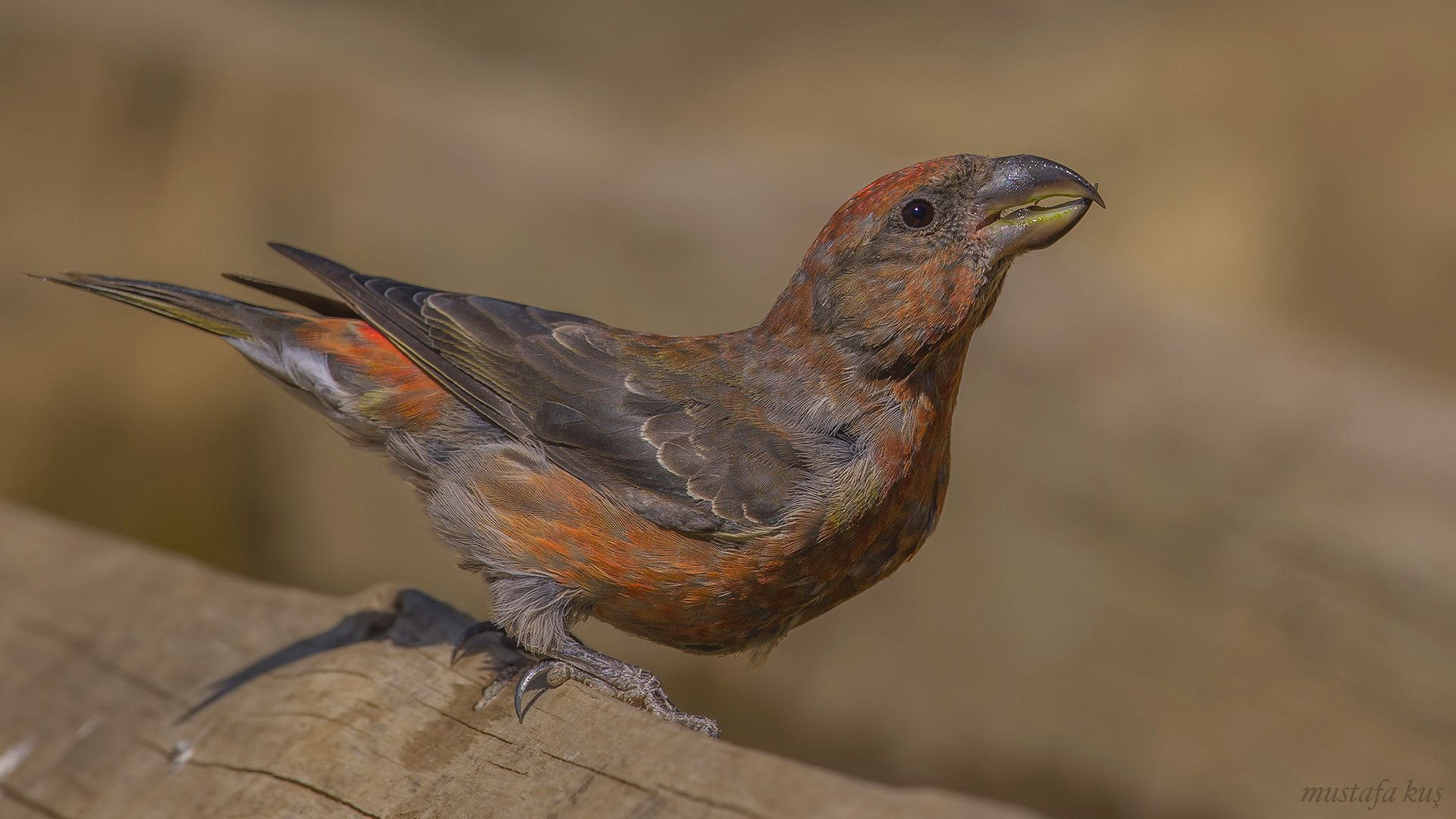Çaprazgaga » Red Crossbill » Loxia curvirostra