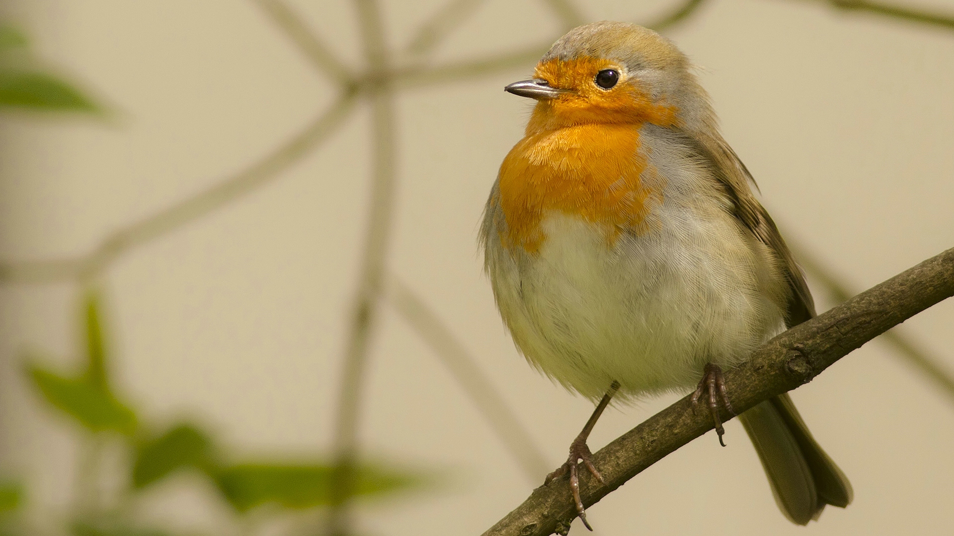 Kızılgerdan » European Robin » Erithacus rubecula