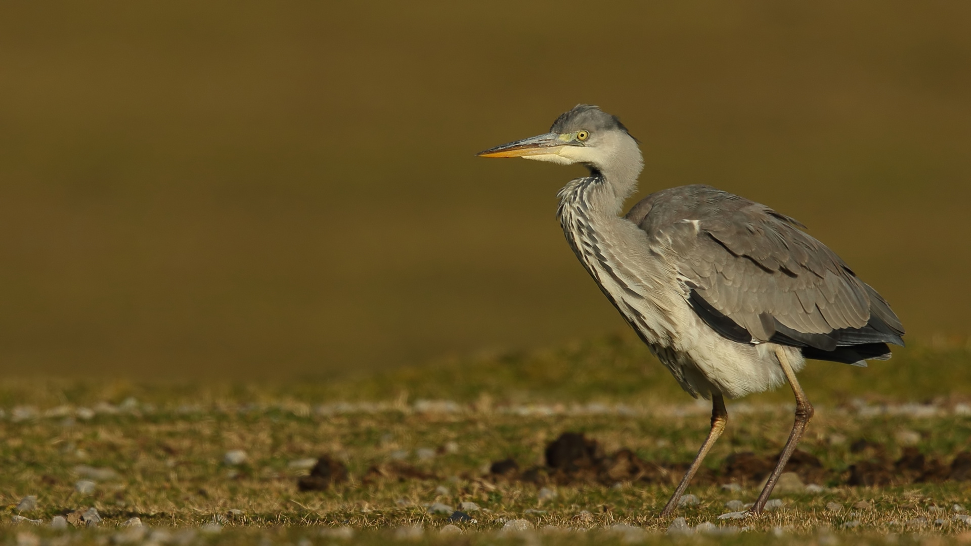 Gri balıkçıl » Grey Heron » Ardea cinerea