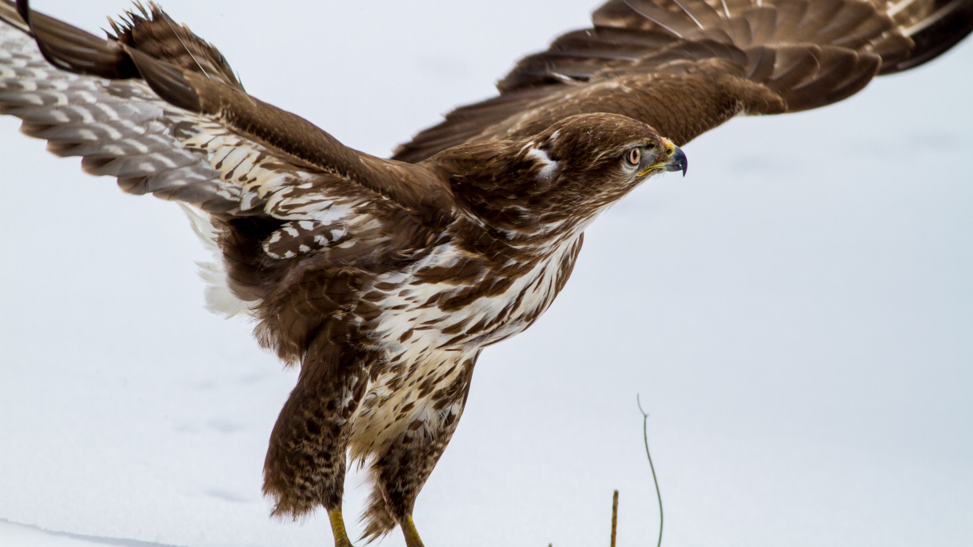 Şahin » Common Buzzard » Buteo buteo