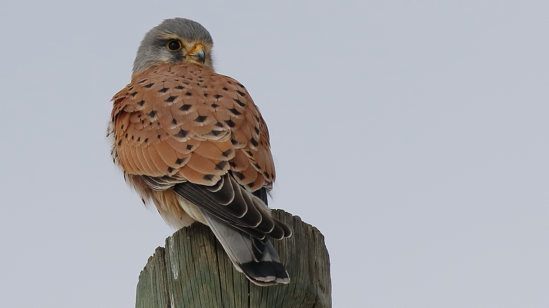 Kerkenez » Common Kestrel » Falco tinnunculus