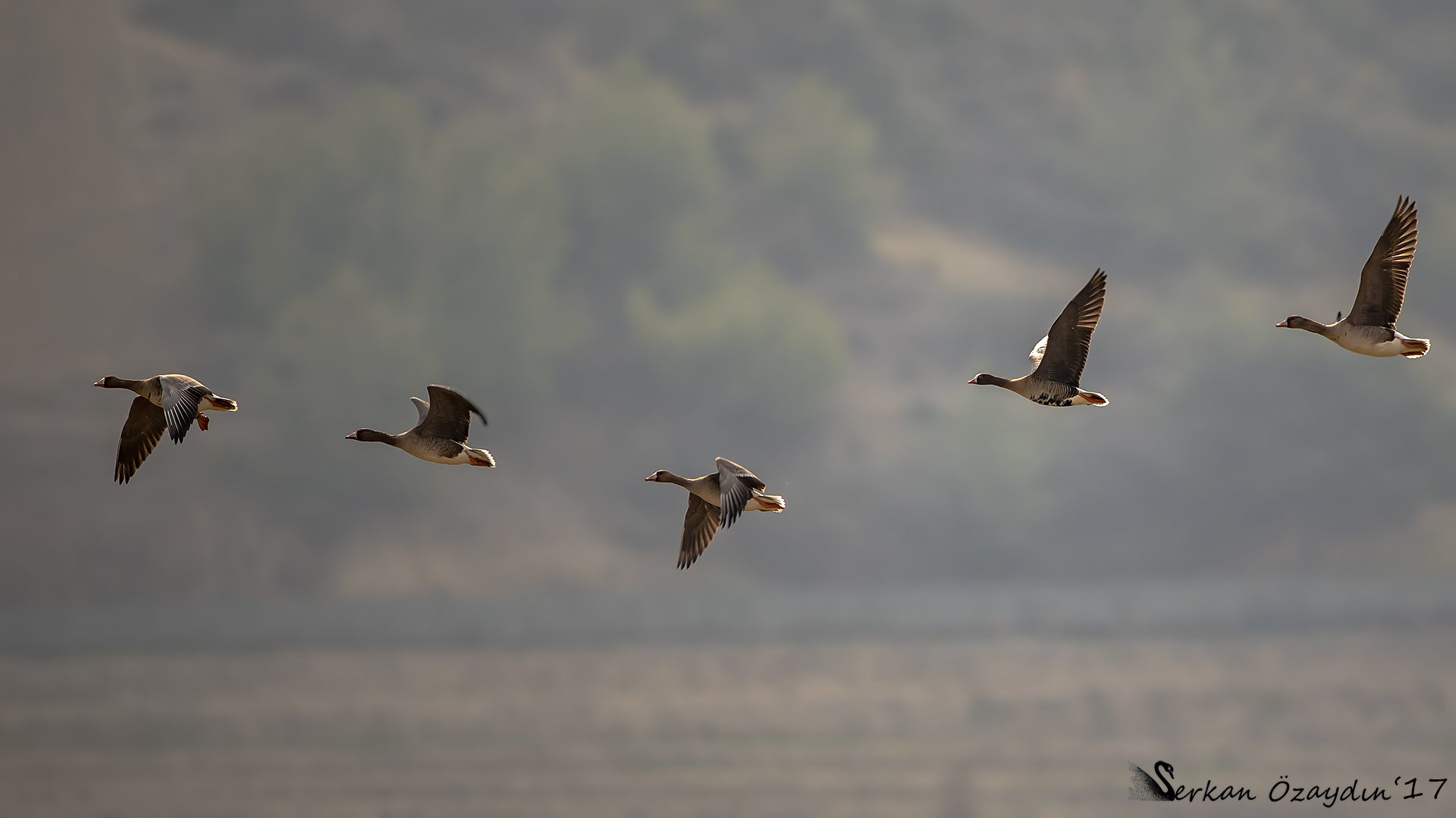 Küçük sakarca » Lesser White-fronted Goose » Anser erythropus