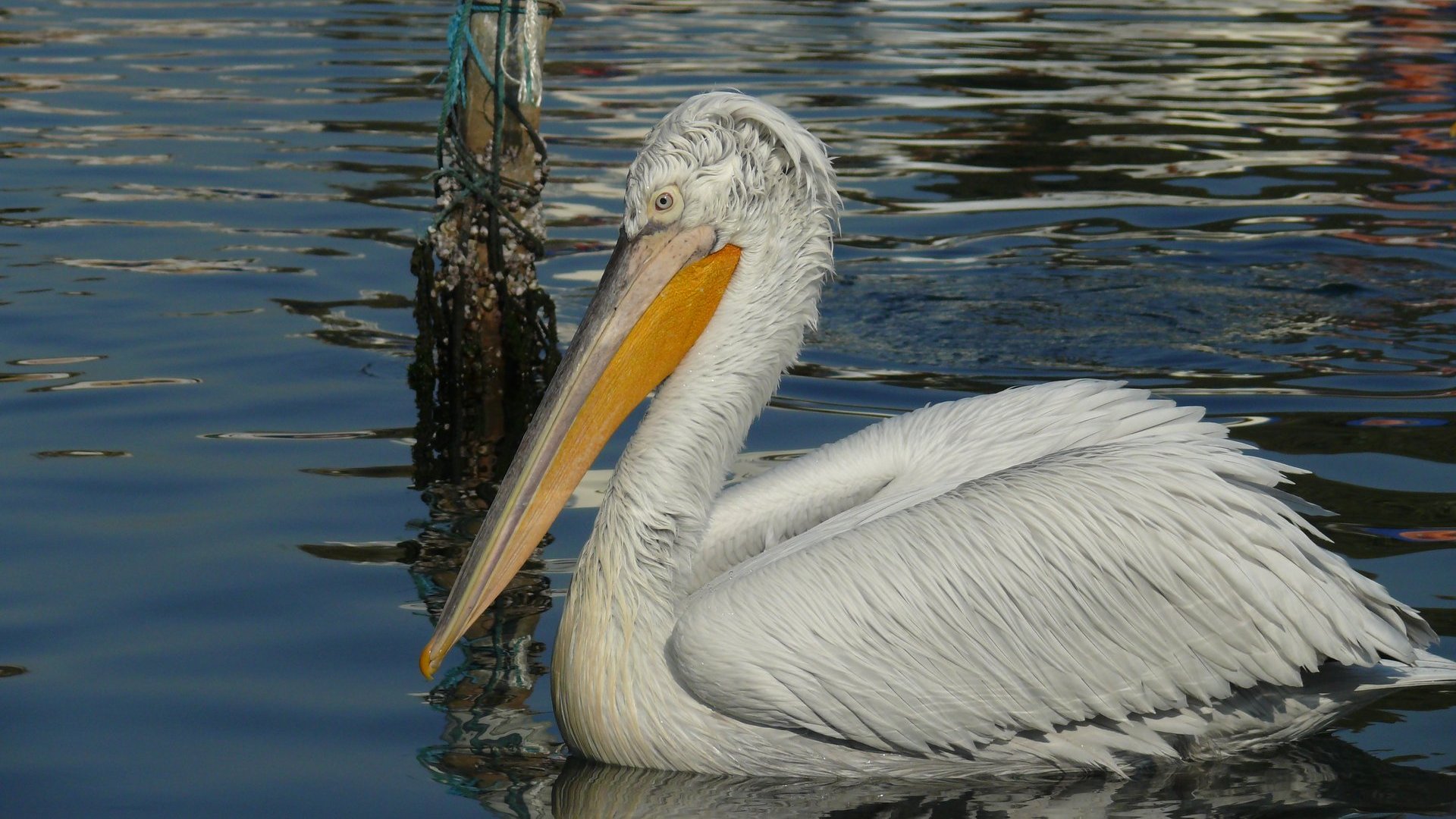 Tepeli pelikan » Dalmatian Pelican » Pelecanus crispus