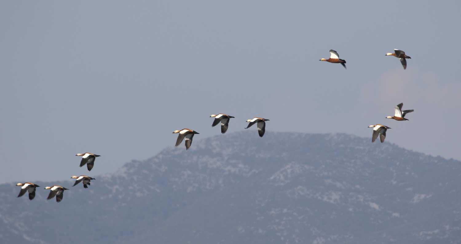 Angıt