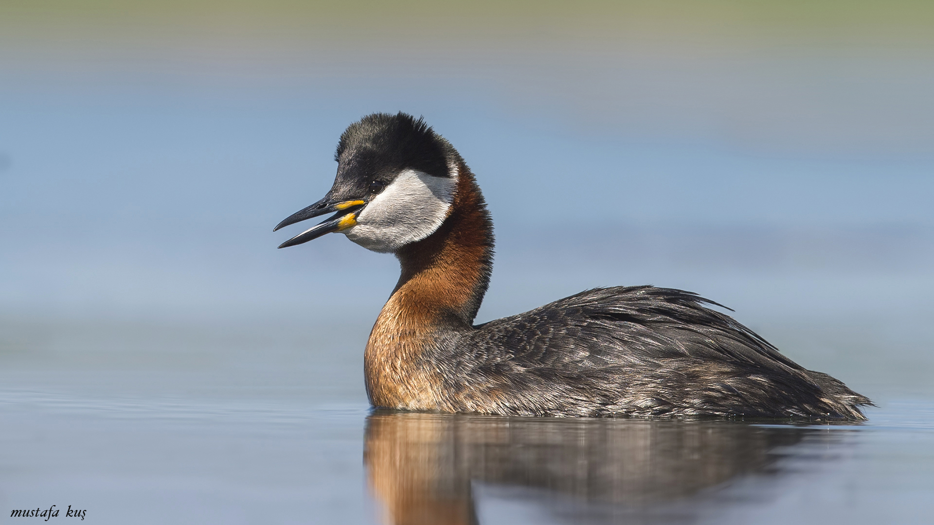 Kızılboyunlu batağan » Red-necked Grebe » Podiceps grisegena