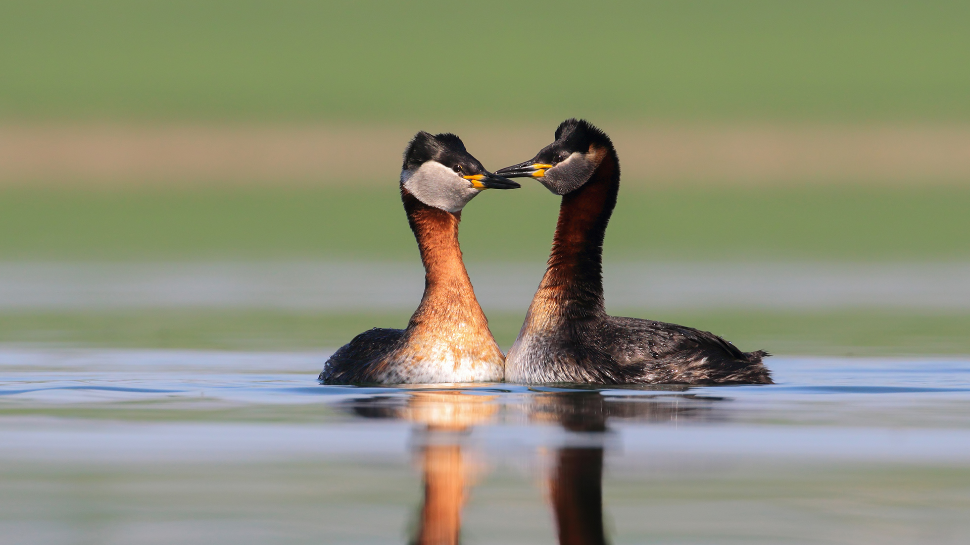 Kızılboyunlu batağan » Red-necked Grebe » Podiceps grisegena